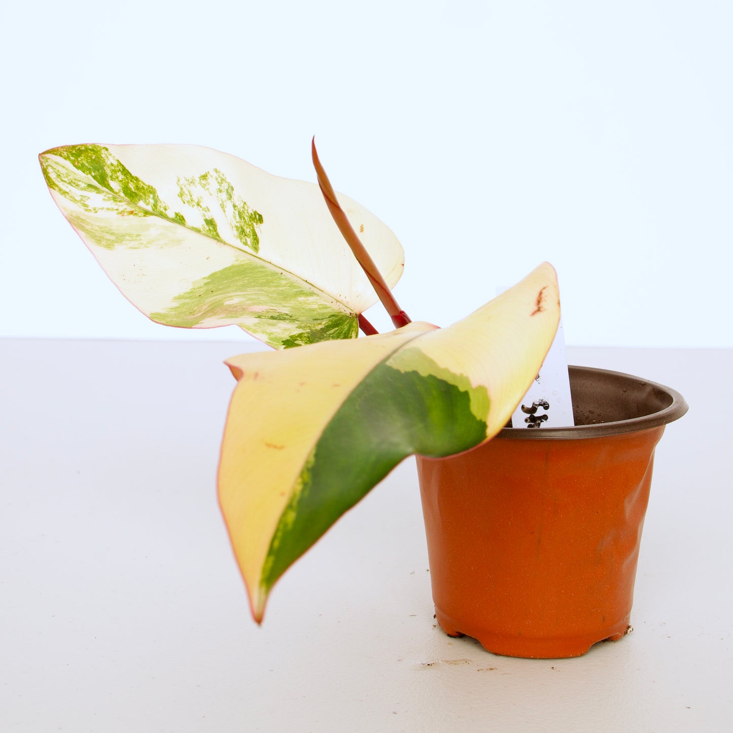 Philodendron Strawberry Shake Plants