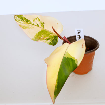 Philodendron Strawberry Shake Plants