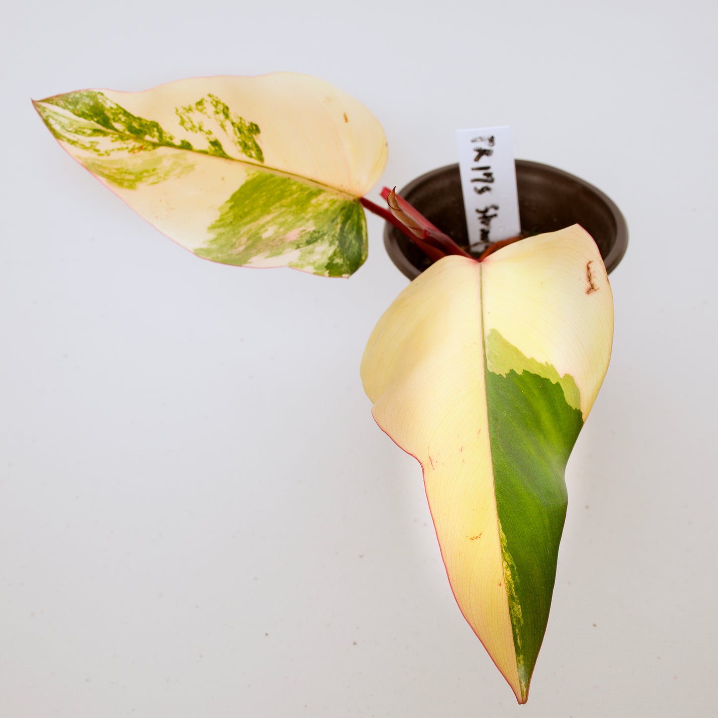 Philodendron Strawberry Shake Plants