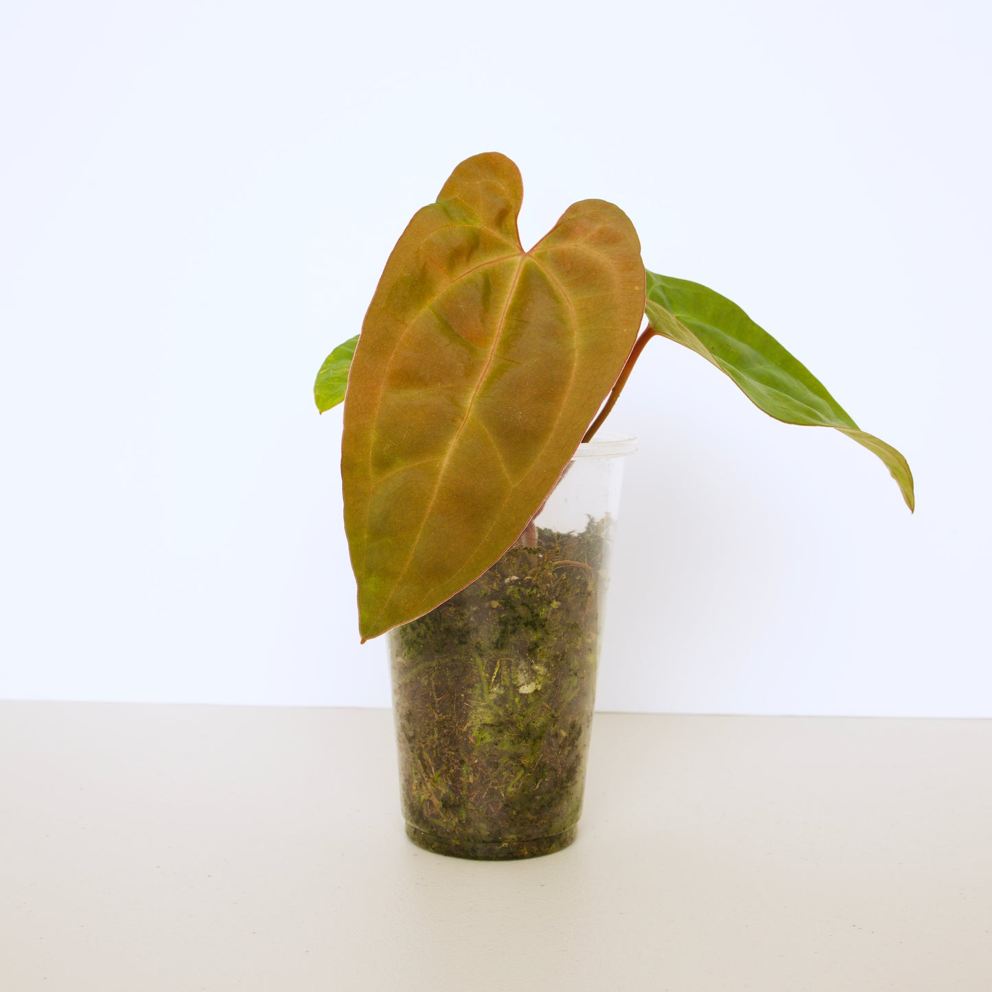 Anthurium Papillilaminum Plant