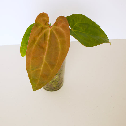 Anthurium Papillilaminum Plant