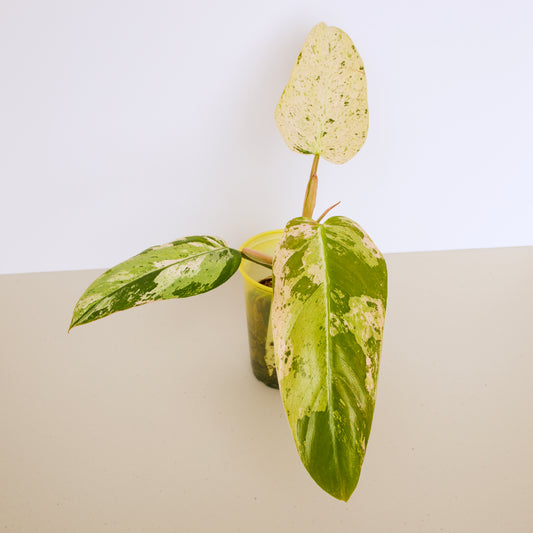 Variegated Philodendron Whipple Way rare plant
