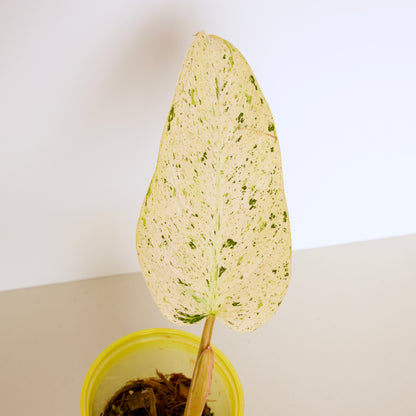 Variegated Philodendron Whipple Way rare plant