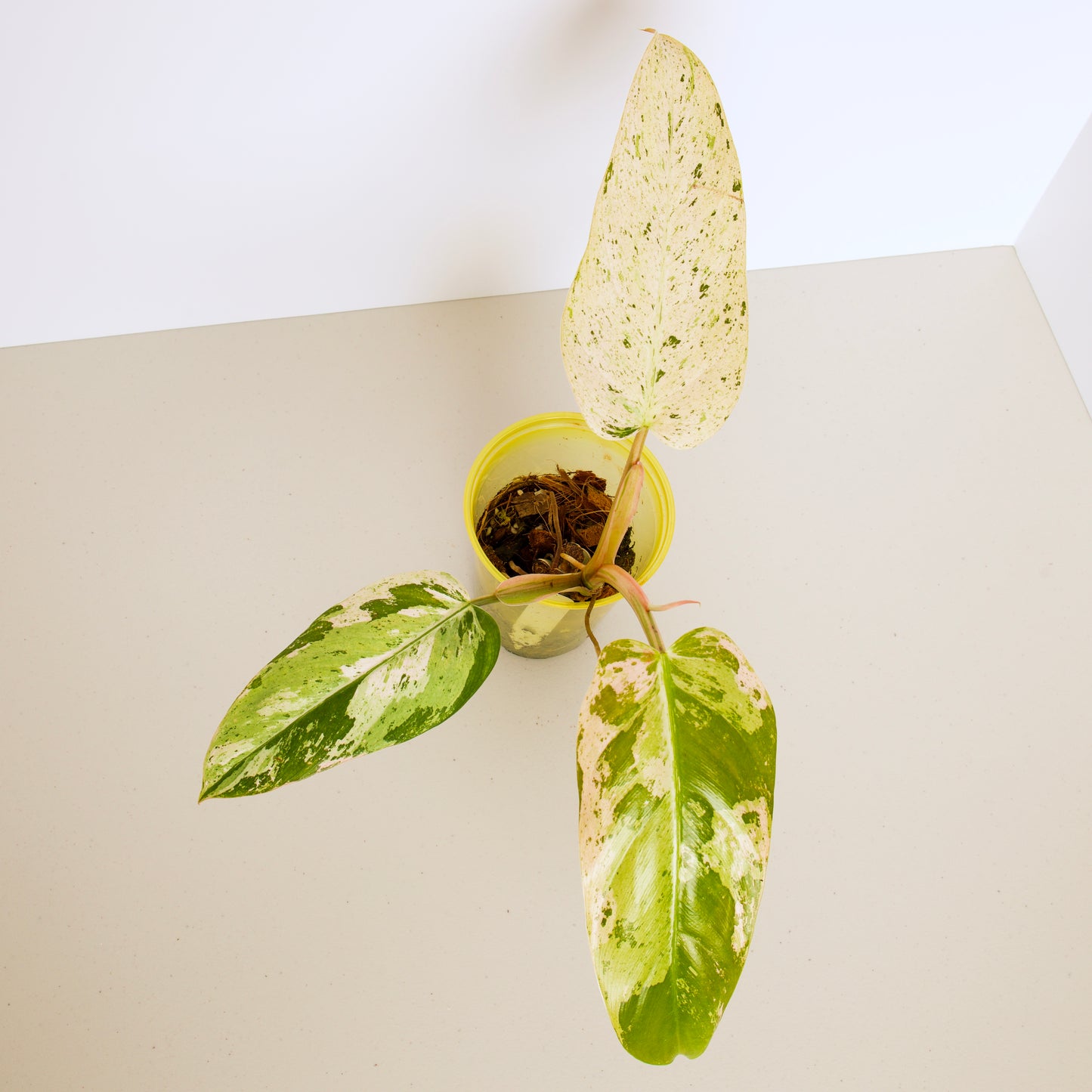 Variegated Philodendron Whipple Way rare plant