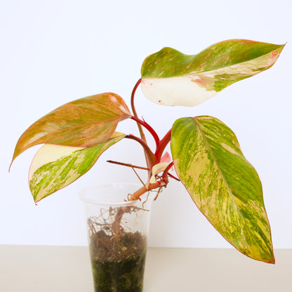 Philodendron Strawberry Shake Plants