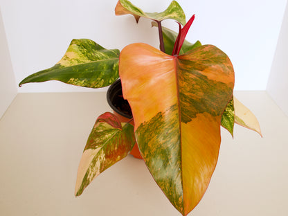 Philodendron Strawberry Shake Plants