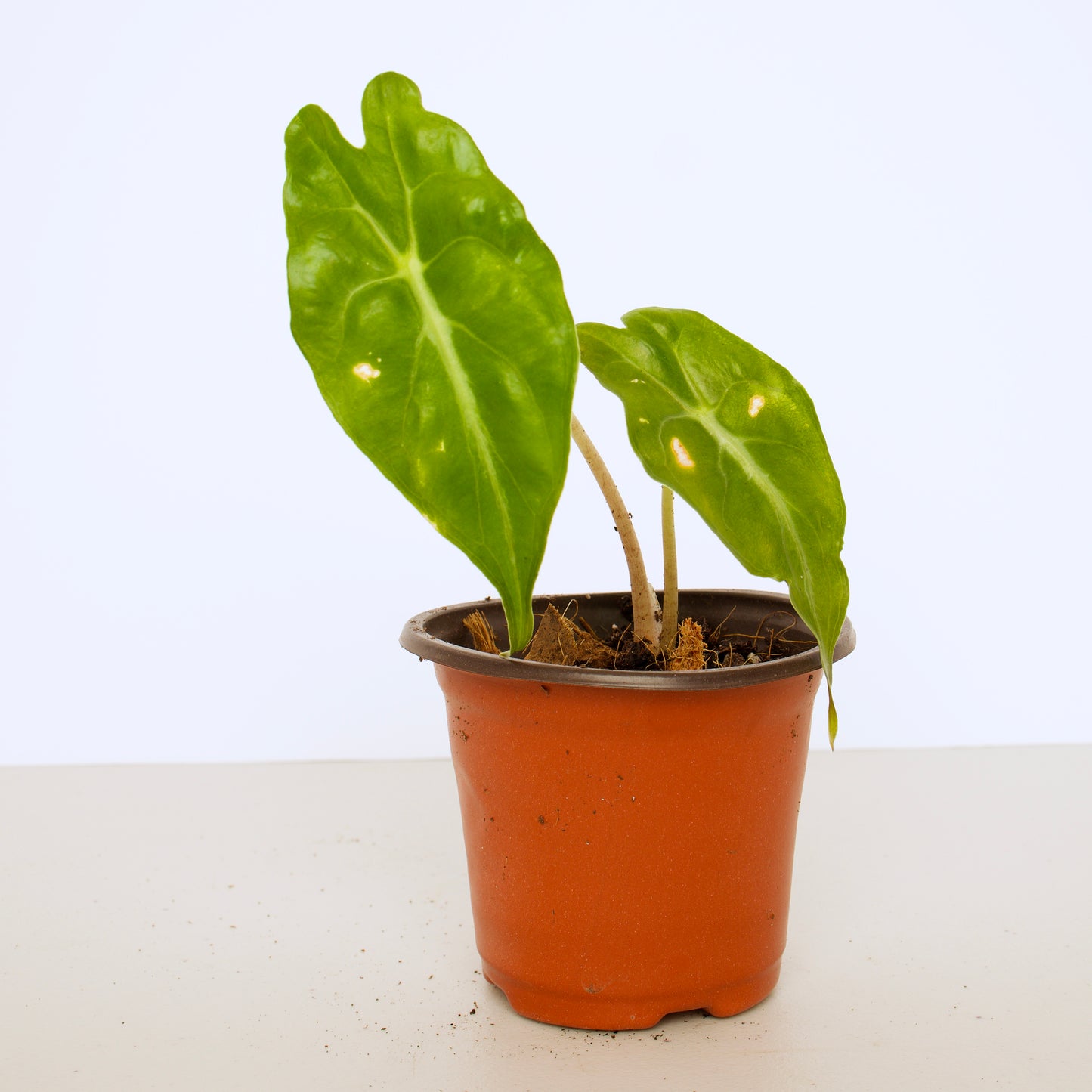 Alocasia Venom, exact plant