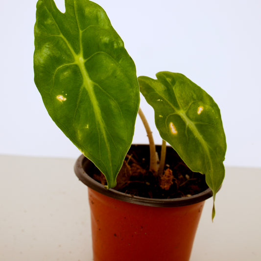 Alocasia Venom, exact plant