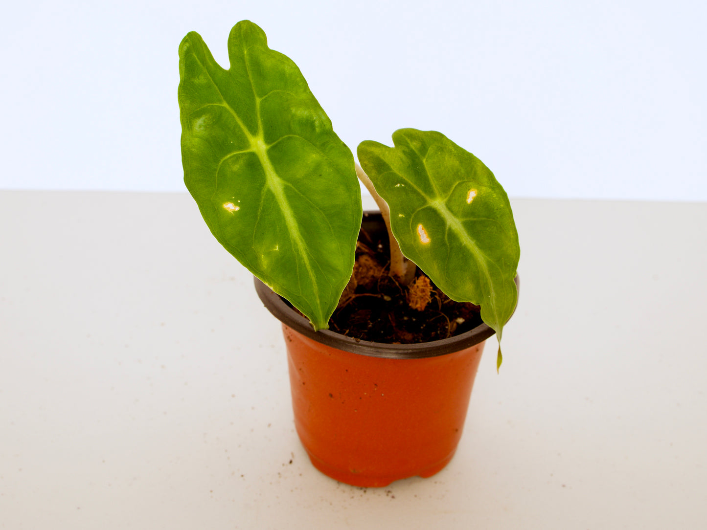 Alocasia Venom, exact plant