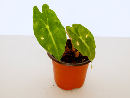 Alocasia Venom, exact plant