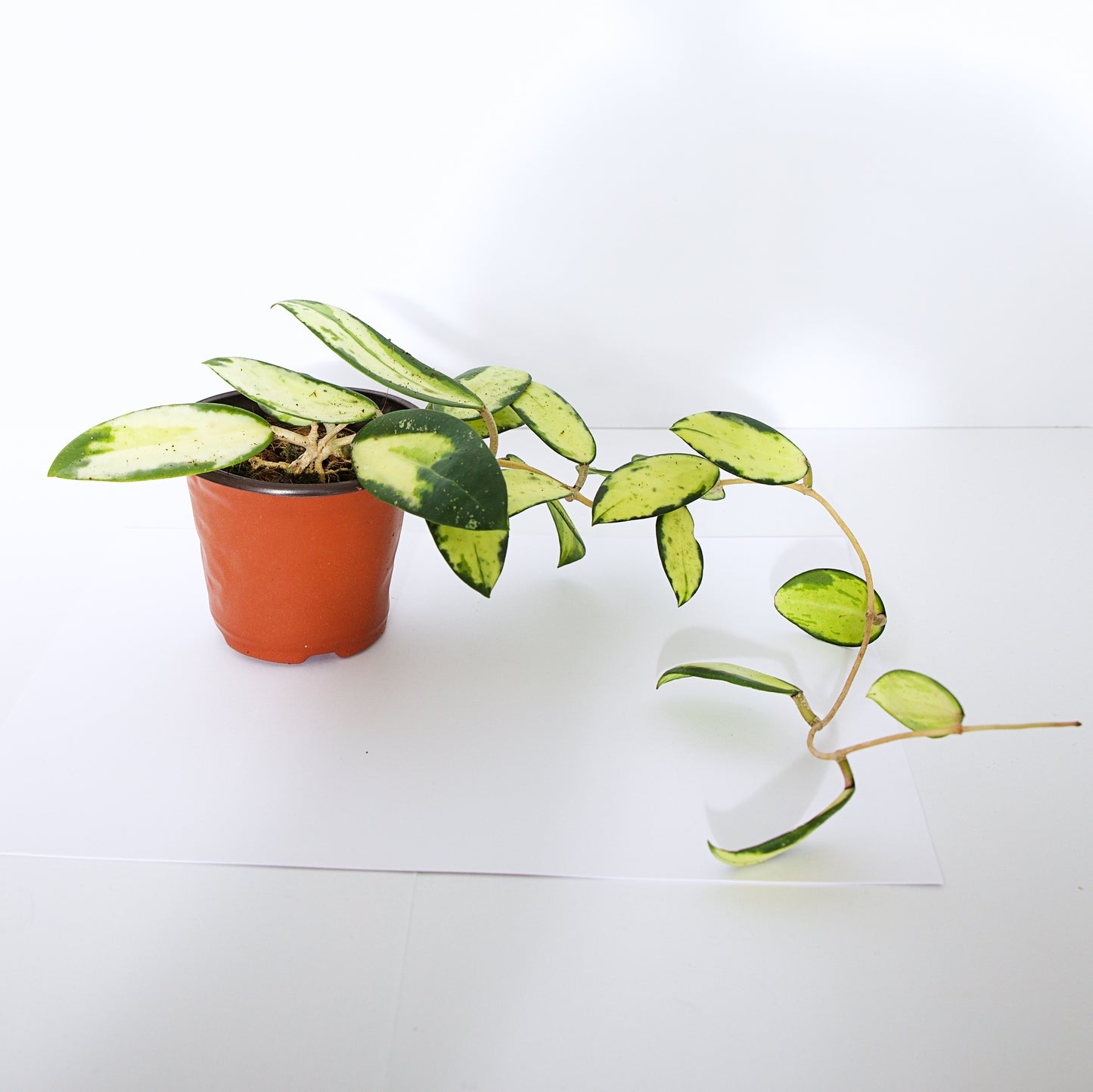 Hoya Verticillata Variegated plant