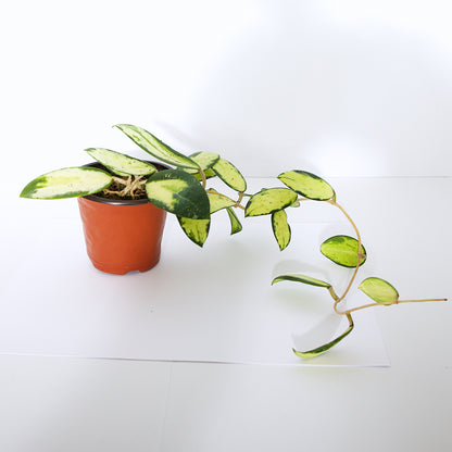 Hoya Verticillata Variegated plant