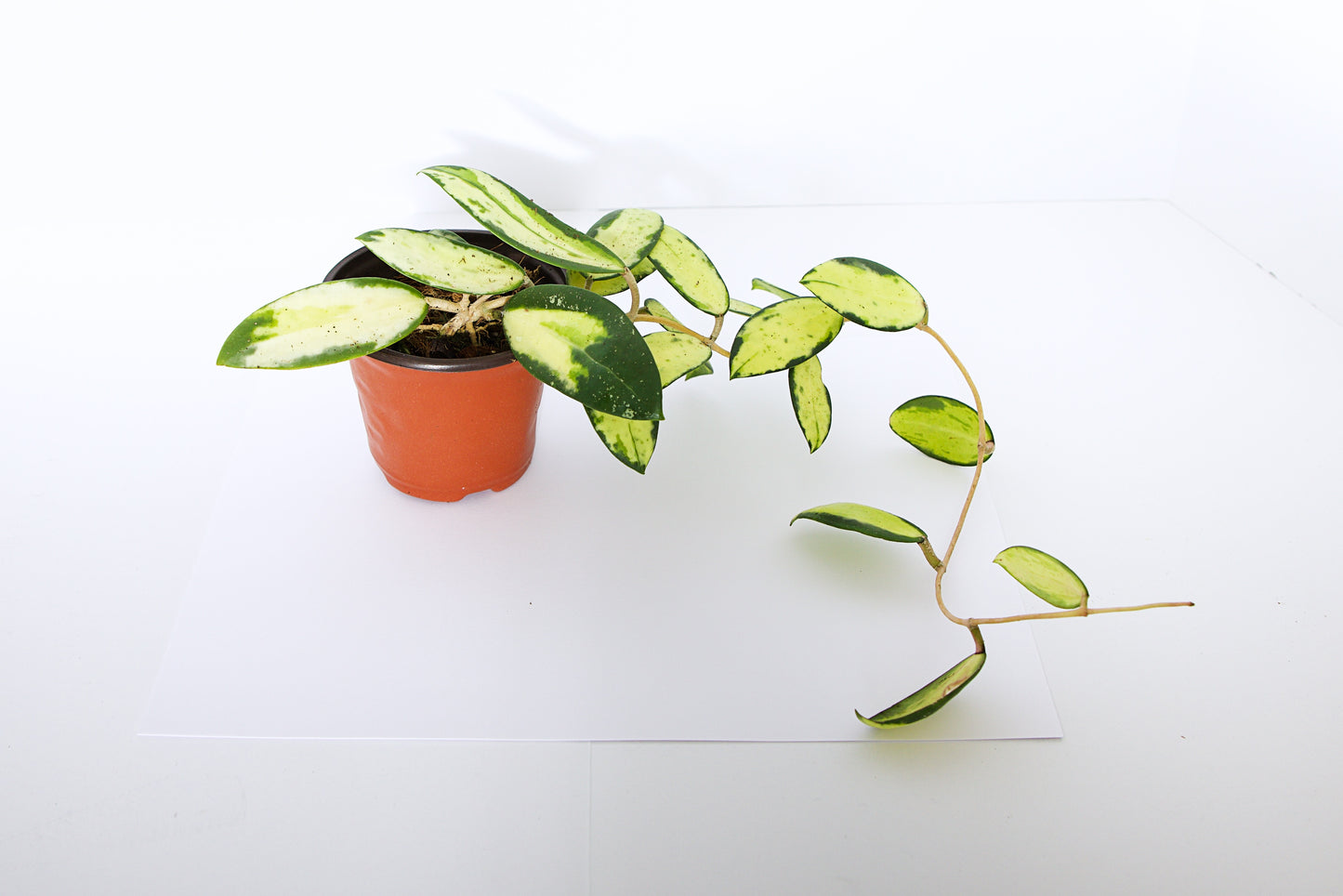 Hoya Verticillata Variegated plant