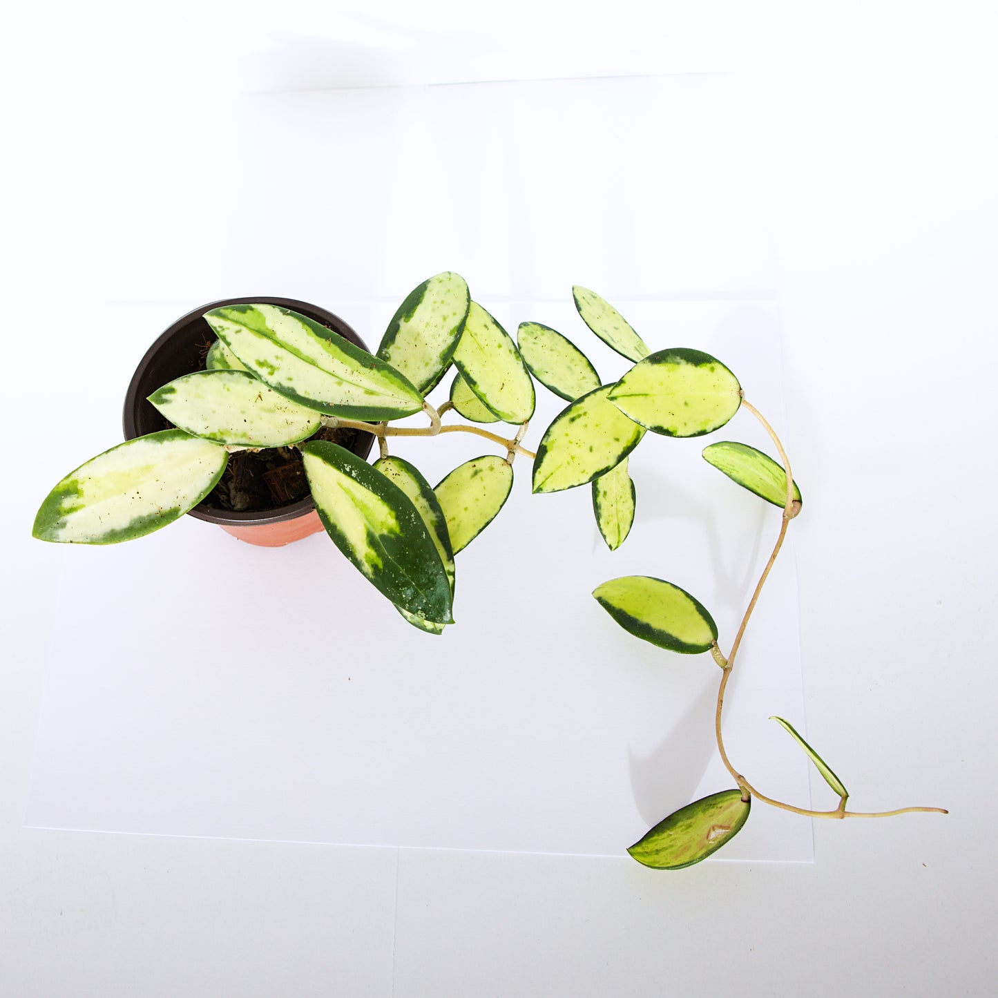 Hoya Verticillata Variegated plant