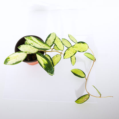 Hoya Verticillata Variegated plant