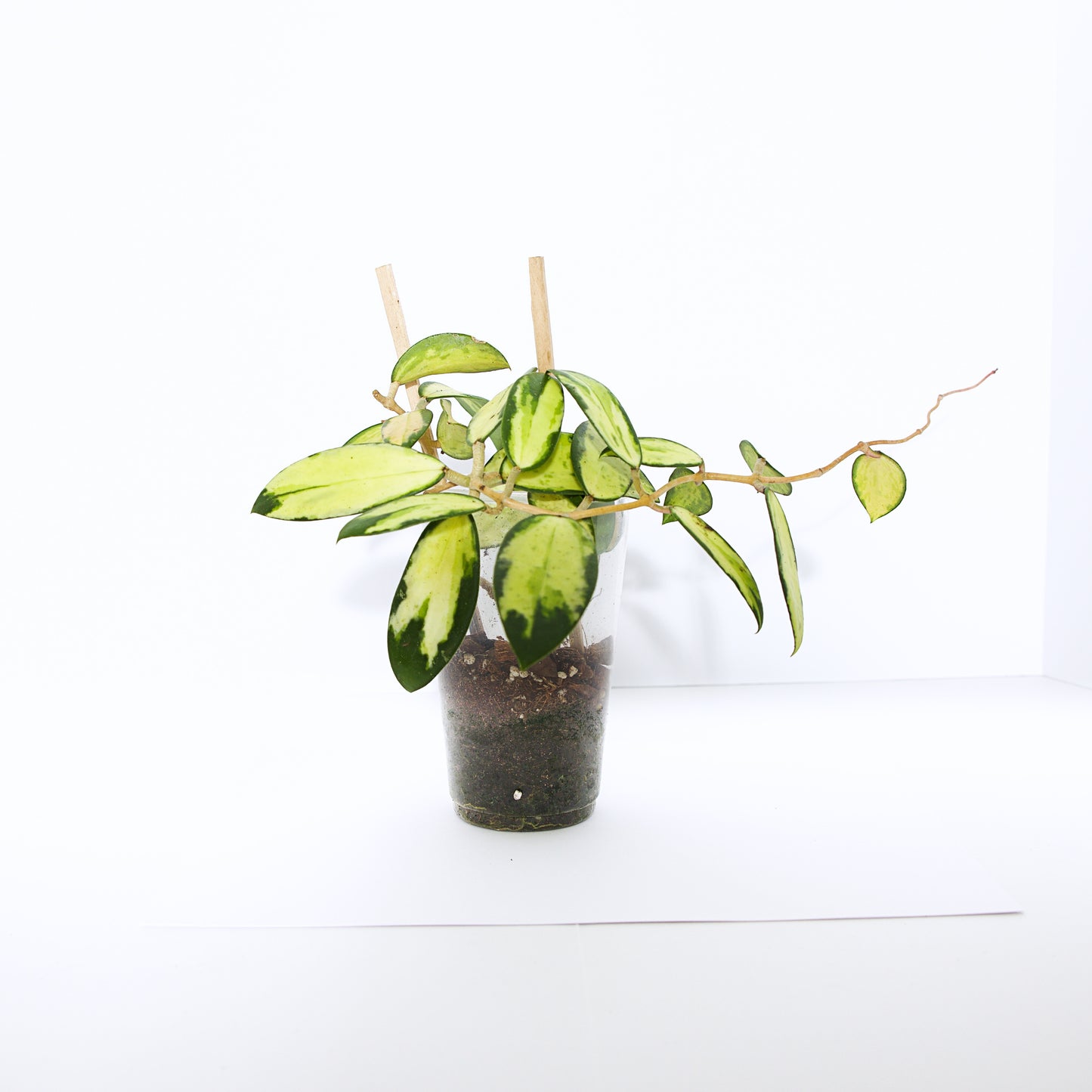 Hoya Verticillata Variegated plant