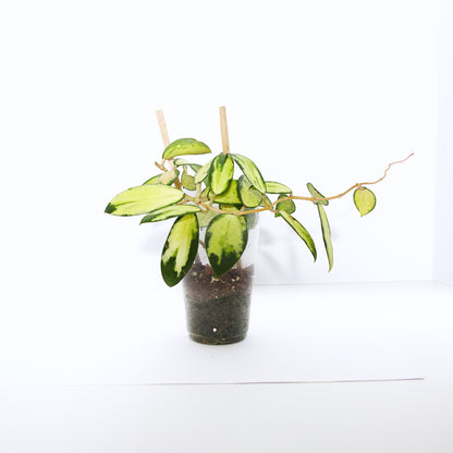 Hoya Verticillata Variegated plant