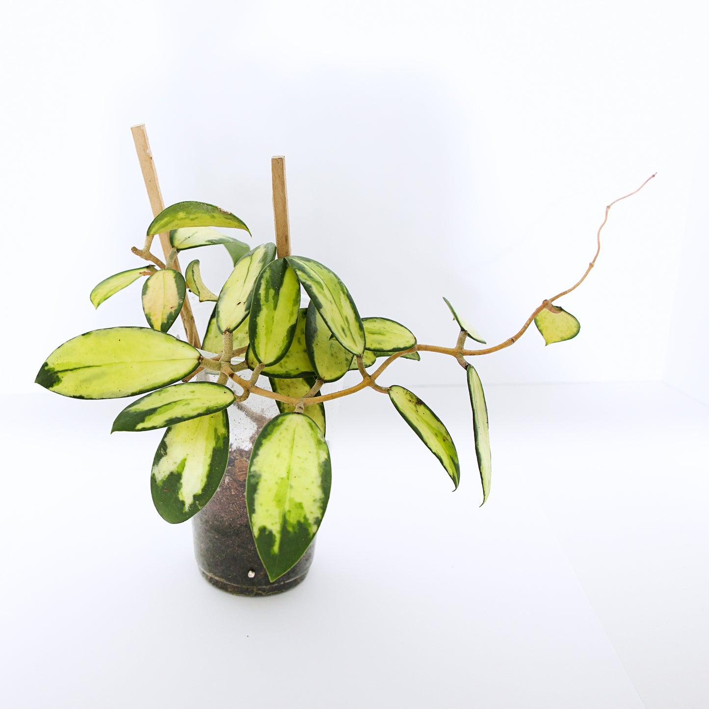 Hoya Verticillata Variegated plant