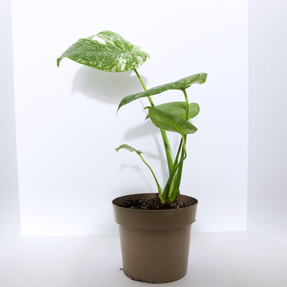 Monstera Mint plant (Exact Plant)