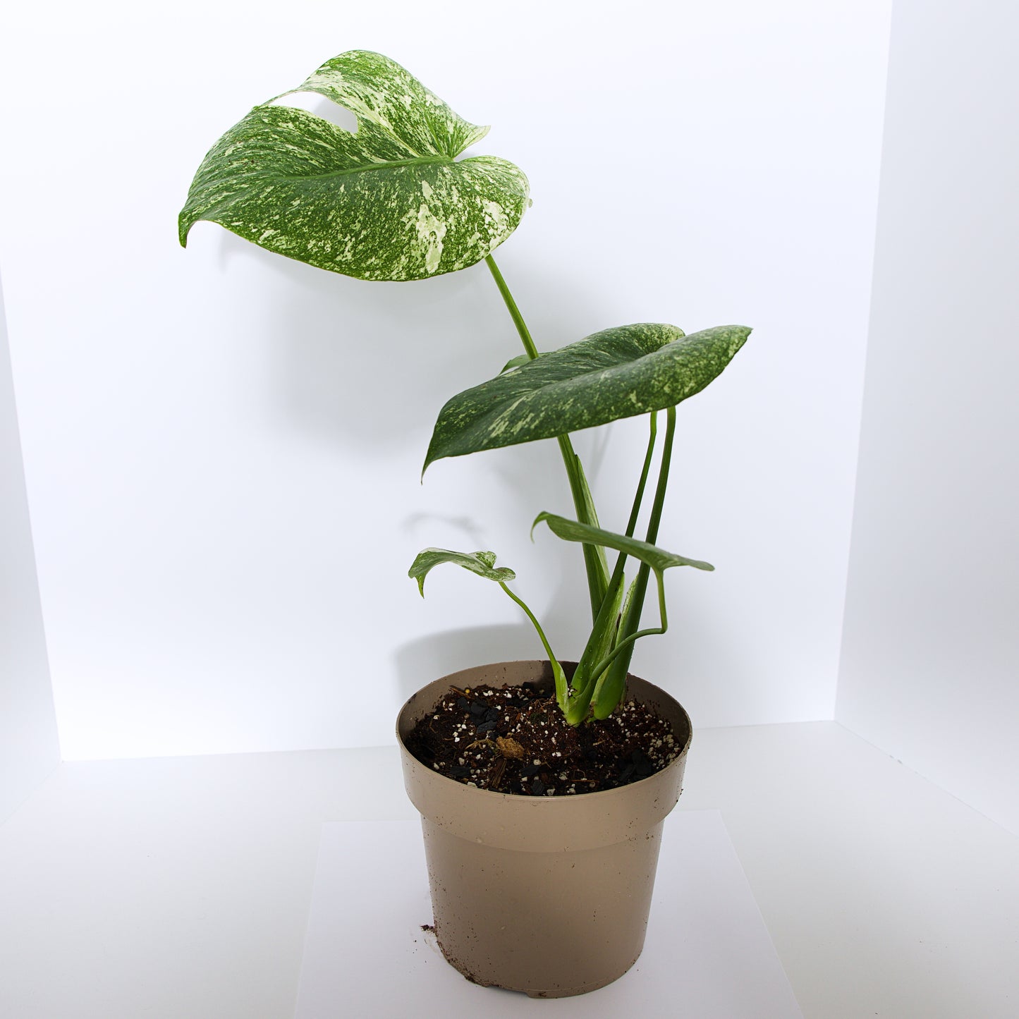 Monstera Mint plant (Exact Plant)