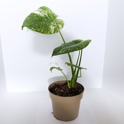 Monstera Mint plant (Exact Plant)