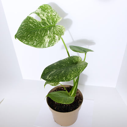 Monstera Mint plant (Exact Plant)