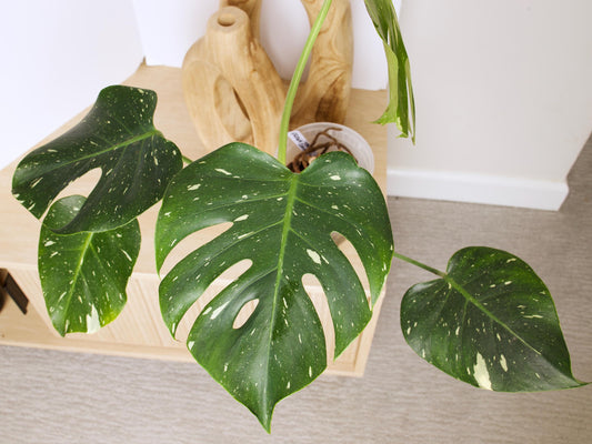 Variegated Thai Constellation plant