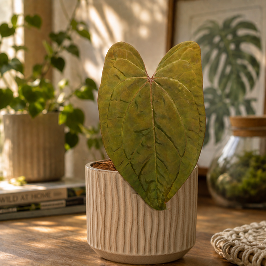 Anthurium Red Vein Dark Phoenix rooted active growing plant