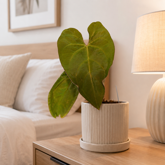 Anthurium Papillilaminum Plant