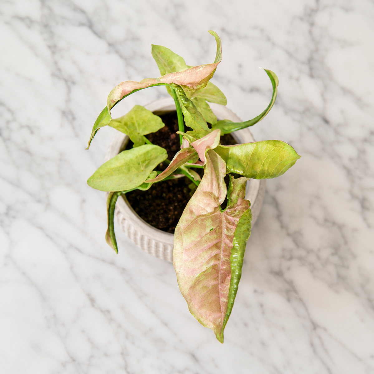 Syngonium Pink Cloud Plant