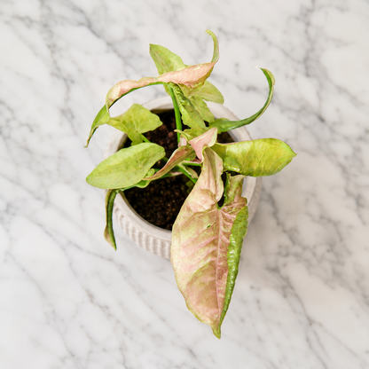 Syngonium Pink Cloud Plant