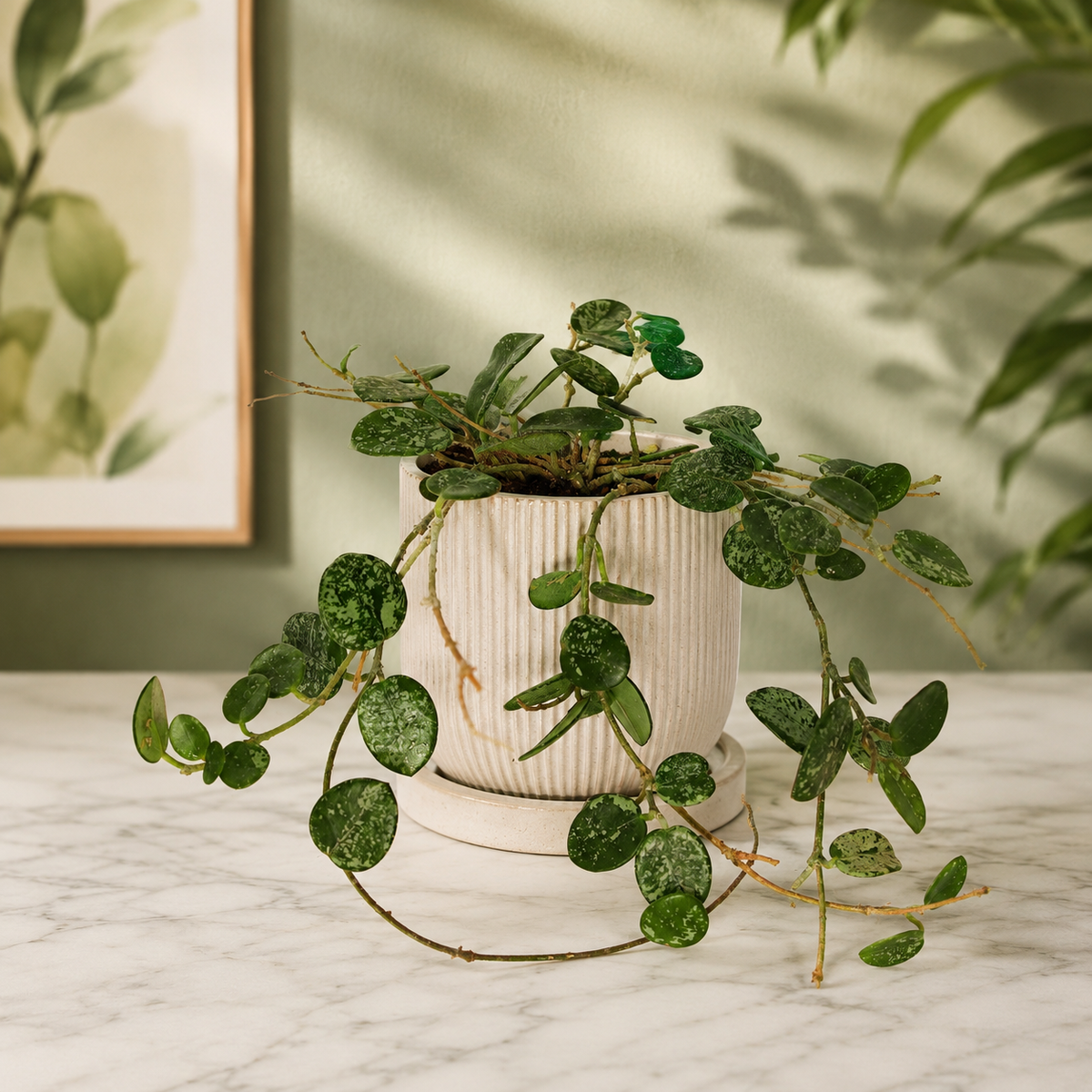 Hoya Mathilde Splash variegated plant (Exact Plant)