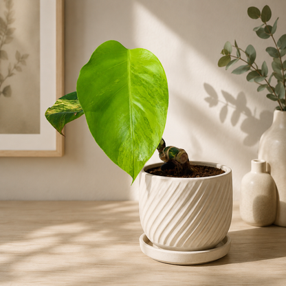 Variegated Rooted Monstera Aurea plant