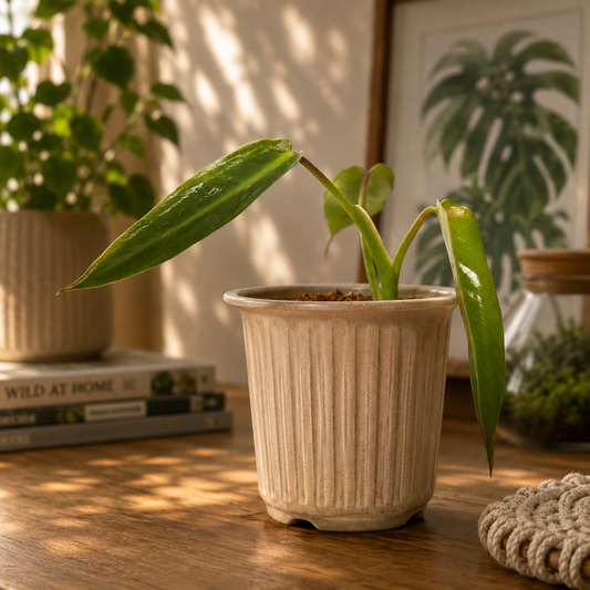 Philodendron Spiritus Sancti rooted plant