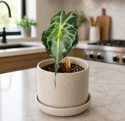 Alocasia Venom plant