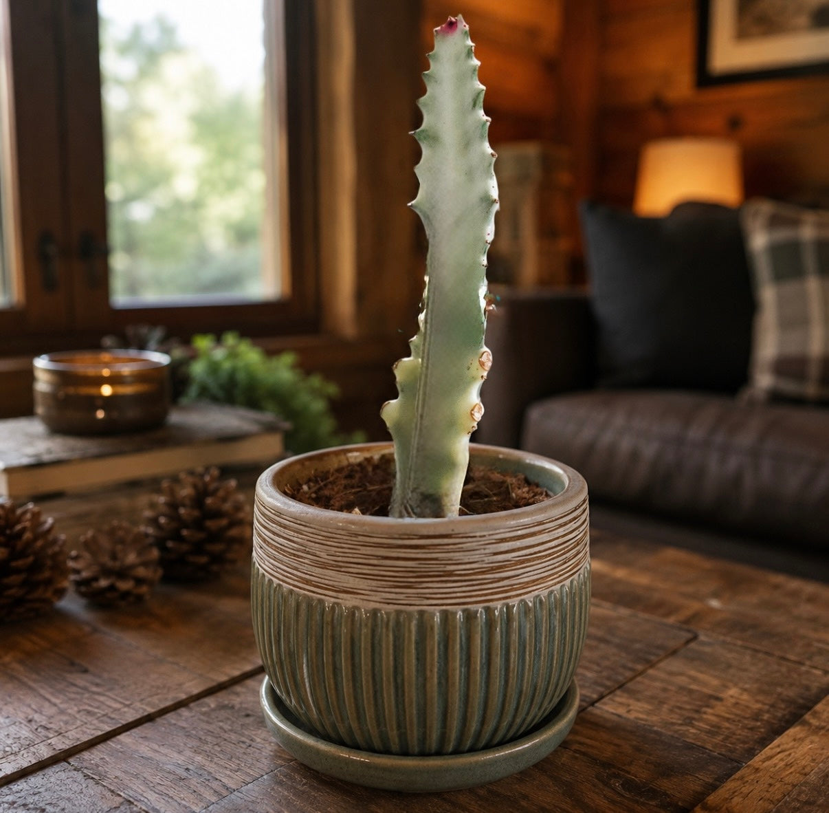 Variegated White Ghost Euphorbia plant
