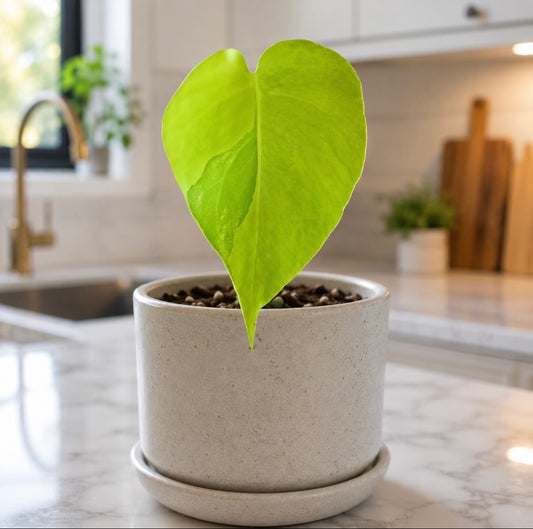 Variegated Rooted Monstera Aurea plant