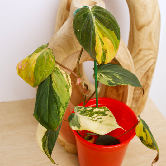 Variegated Philodendron Micans rare plant