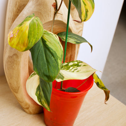 Variegated Philodendron Micans rare plant