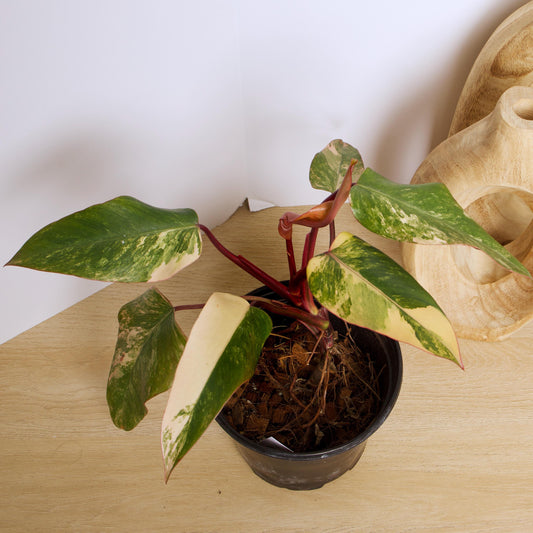 Philodendron Strawberry Shake Plants, exact plant.