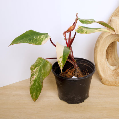 Philodendron Strawberry Shake Plants, exact plant.