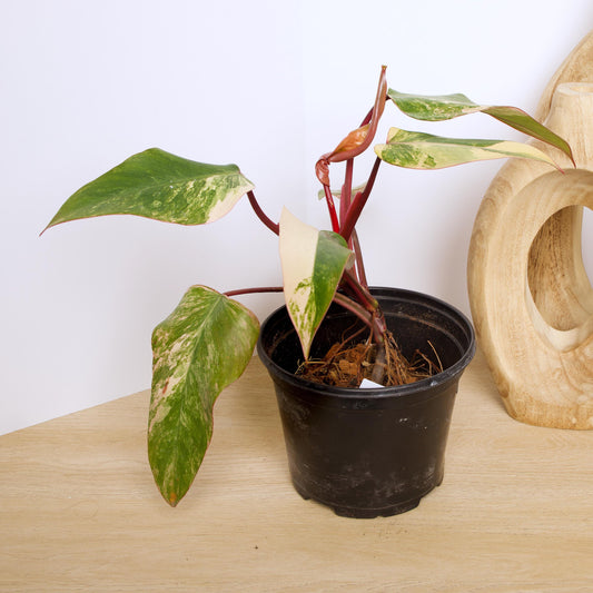 Philodendron Strawberry Shake Plants, exact plant.