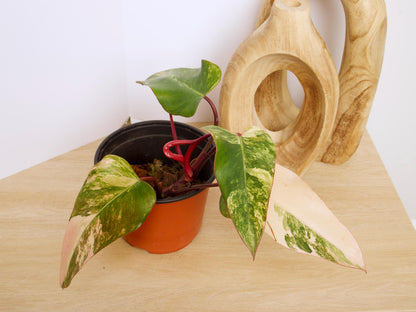 Philodendron Strawberry Shake Plants, exact plant.