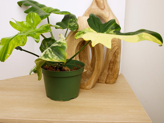 Variegated Florida X Mayoi Philodendron, rare plant, rooted plant