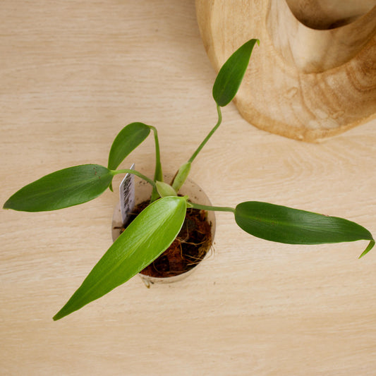 Monstera Burle Marx Flame, US Seller rare houseplant aroid