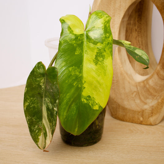 Variegated Florida X Paraiso Verde Philodendron, rare plant, rooted plant