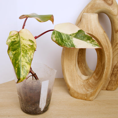 Philodendron Strawberry Shake Plants, exact plant.