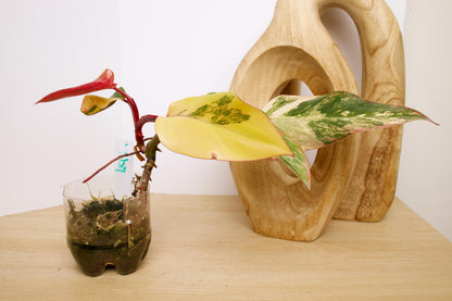 Philodendron Strawberry Shake Plants, exact plant.