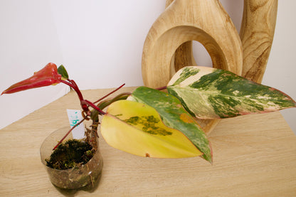 Philodendron Strawberry Shake Plants, exact plant.