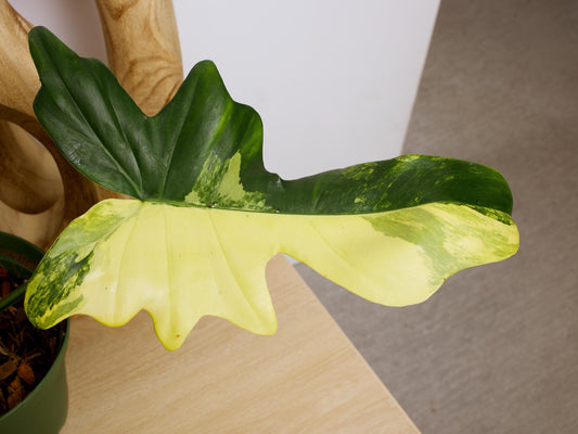 Variegated Florida X Mayoi Philodendron, rare plant, rooted plant
